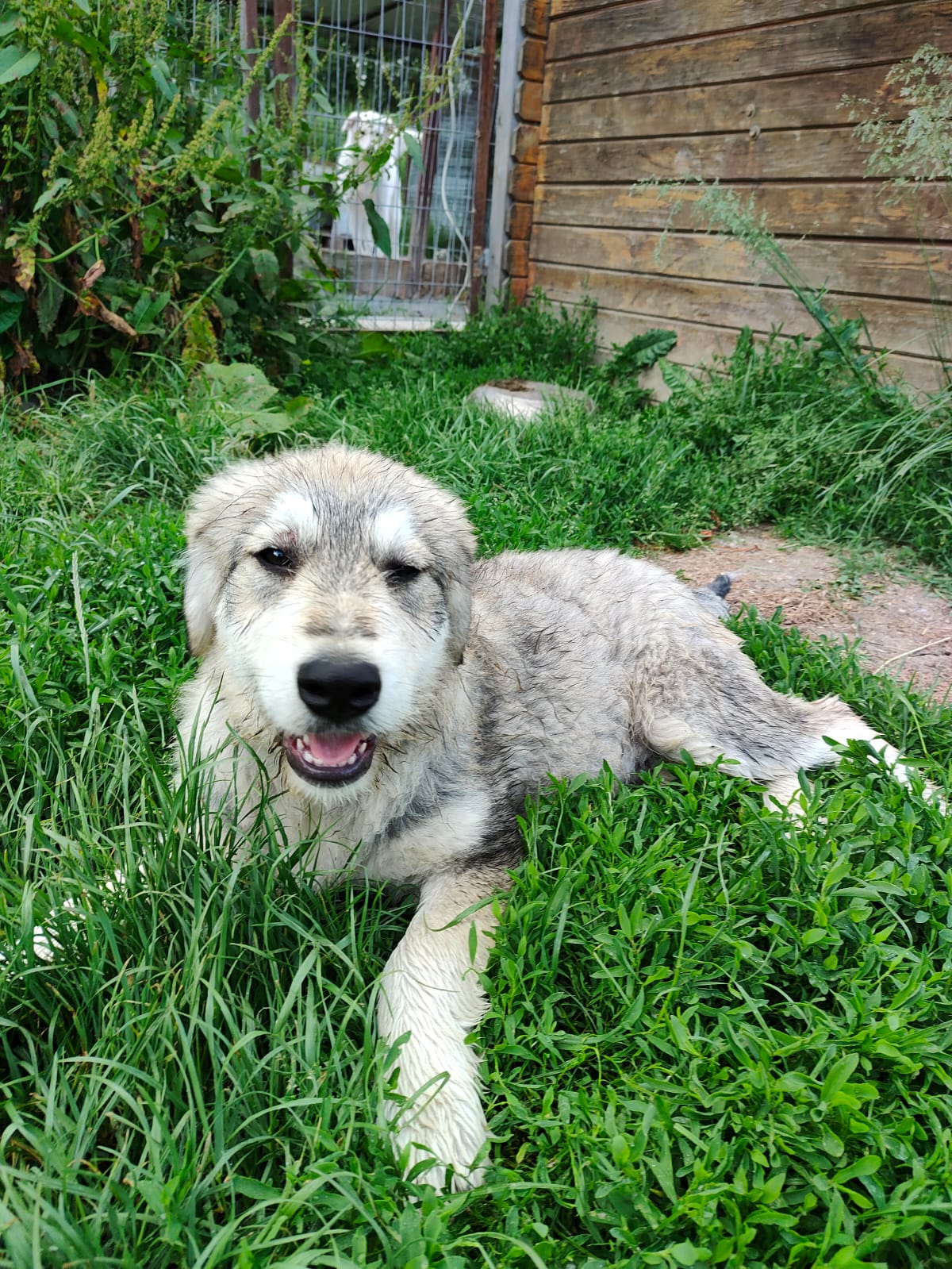 BALOO...