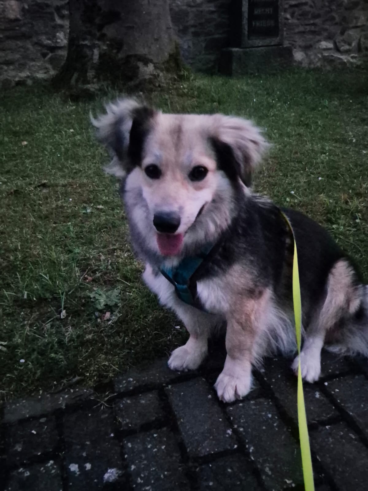 Ronja...