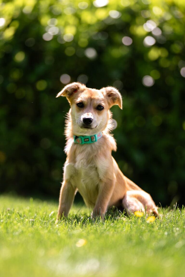 Wir freuen uns heute wieder über 17 gerettete Hundeseelen, d...