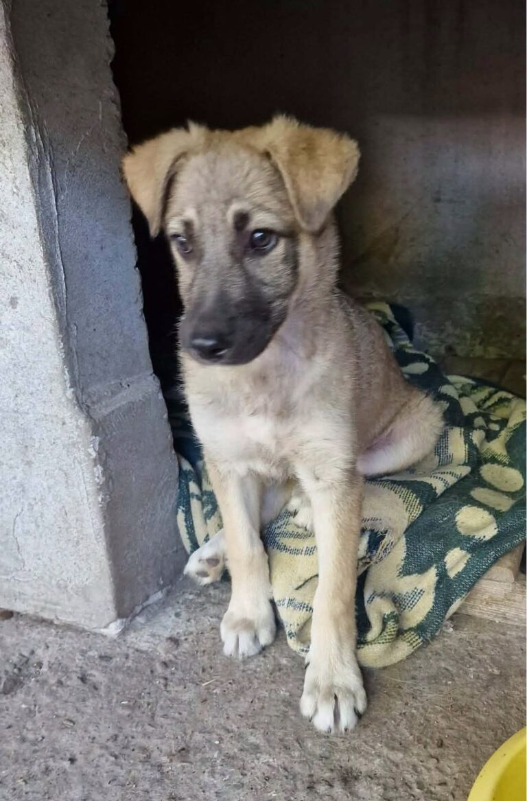 Umbra Canis - Gemeinsam stark für all/t/e Hundeseelen e.V. h...