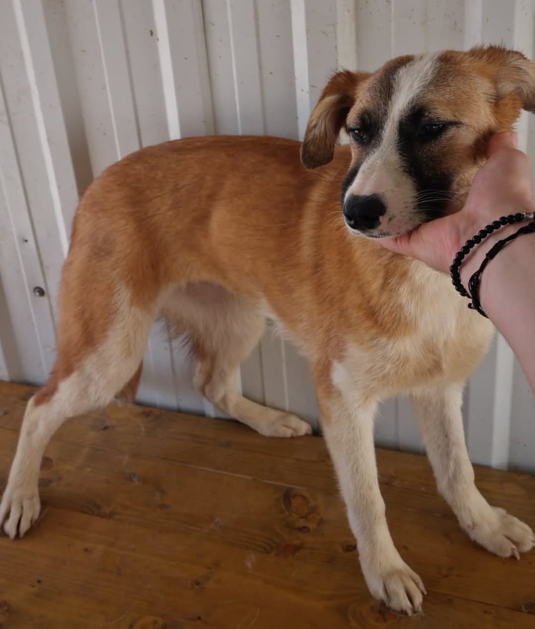 Umbra Canis - Gemeinsam stark für all/t/e Hundeseelen e.V. h...