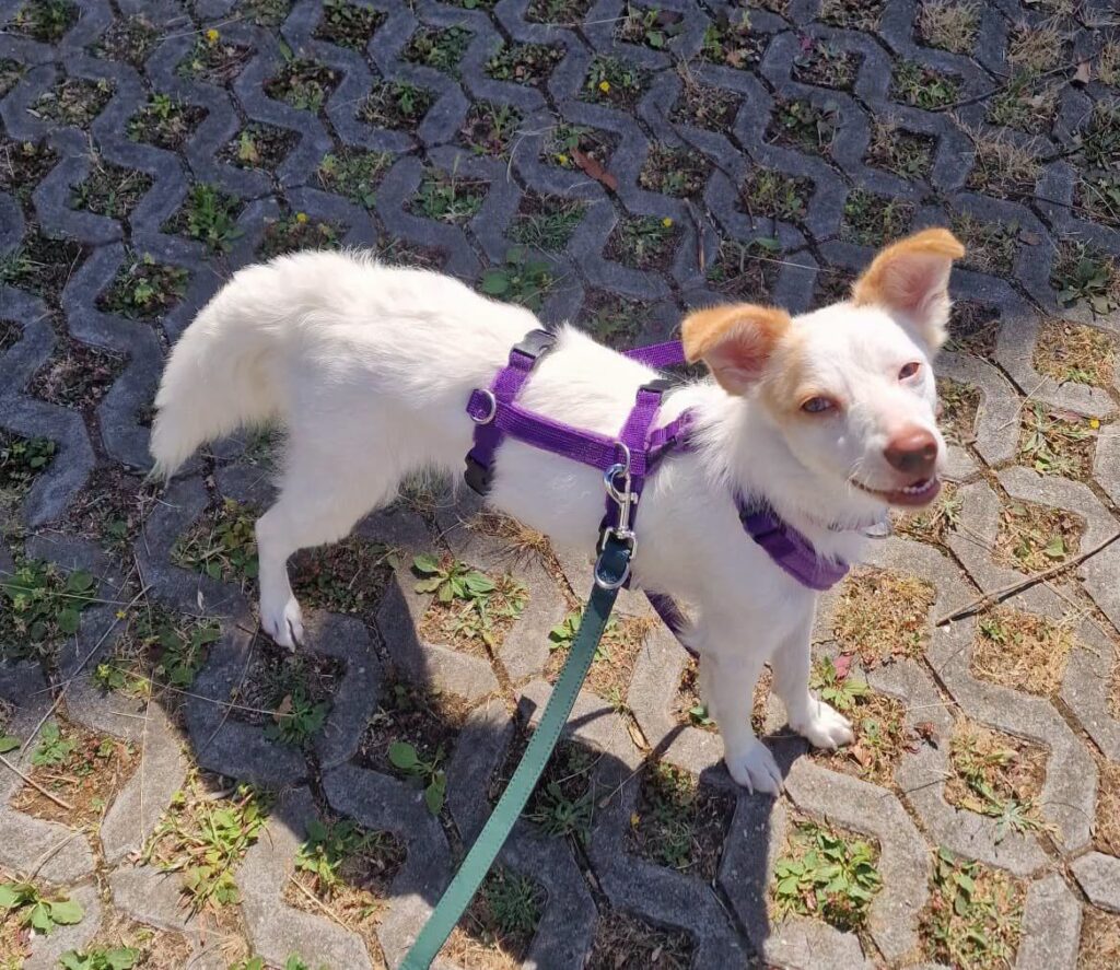 Freutag für 13 glückliche Hundeseelen