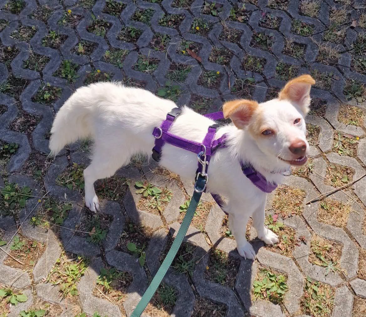 Freutag für 13 glückliche Hundeseelen