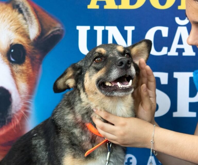 Umbra Canis - Gemeinsam stark für all/t/e Hundeseelen e.V. h...