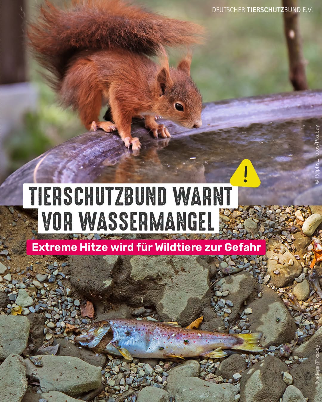 Viele Bäche, Flüsse und Teiche sind ausgetrocknet. Es gibt ...