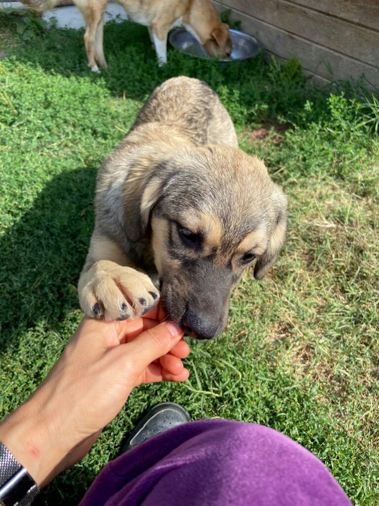 BELLA...