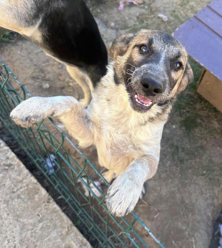 Umbra Canis - Gemeinsam stark für all/t/e Hundeseelen e.V. h...