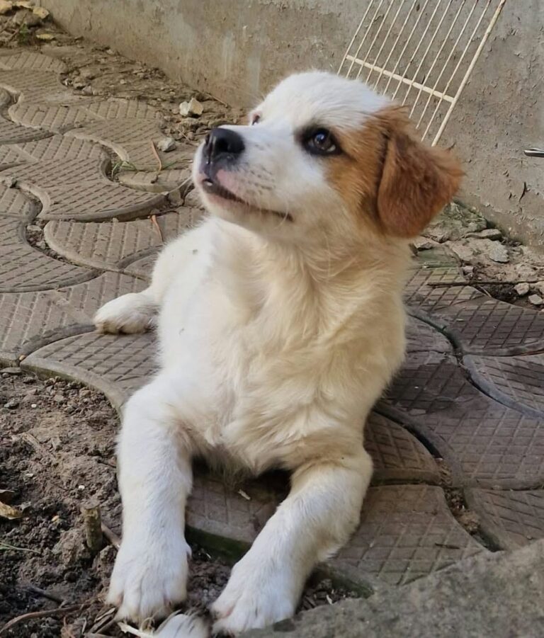 Umbra Canis - Gemeinsam stark für all/t/e Hundeseelen e.V. h...