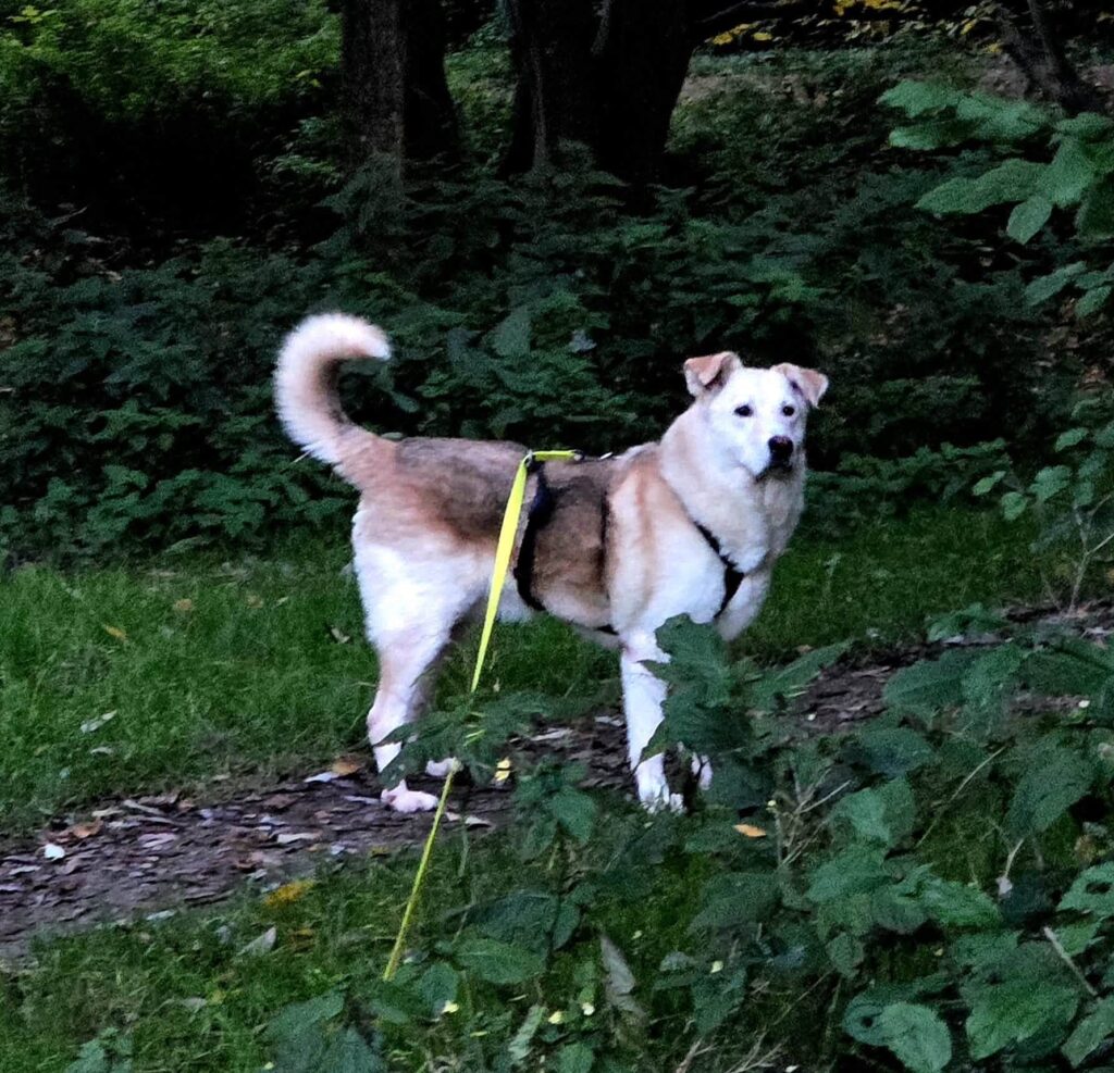 MERLIN...