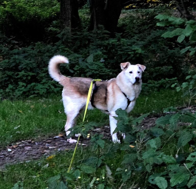 MERLIN...